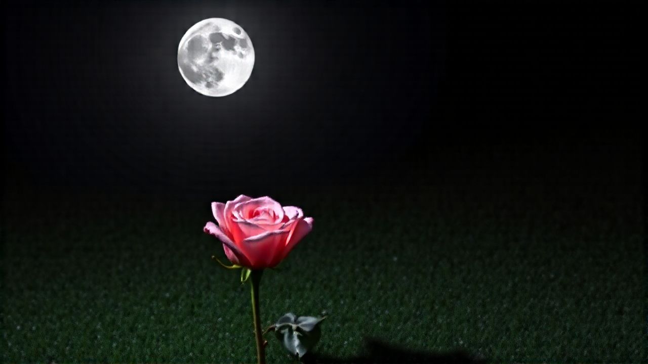 La rosa de medianoche